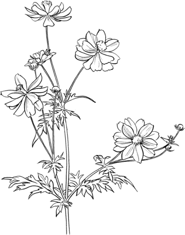 Cosmos Bipinnatus Or Garden Cosmos Or Mexican Aster Coloring Page